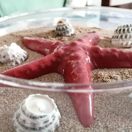 Apartament Casa Amaranto Terrasini Zewnętrze zdjęcie